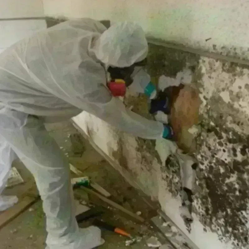 Mold Remediation and Removal in Kenton, OR